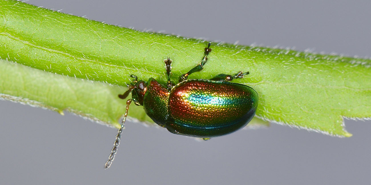 Chrysolina fastuosa? S.
